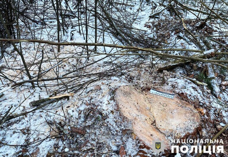 Поліцейські викрили причетного до незаконної порубки лісу в Харитонівській громаді