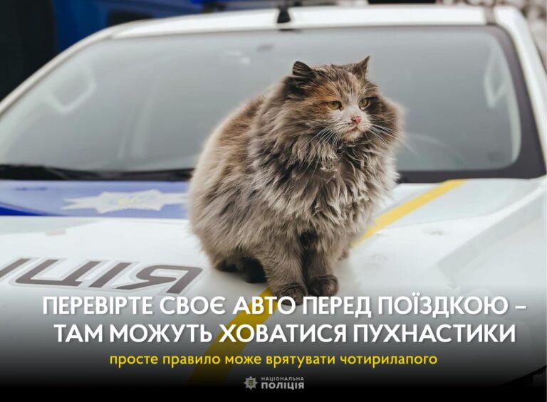 Надворі холодно, носики мерзнуть, тому чимало вуличних котів шукають тепле місце, аби зігрітися. Таким затишним куточком вони можуть обирати автівки.