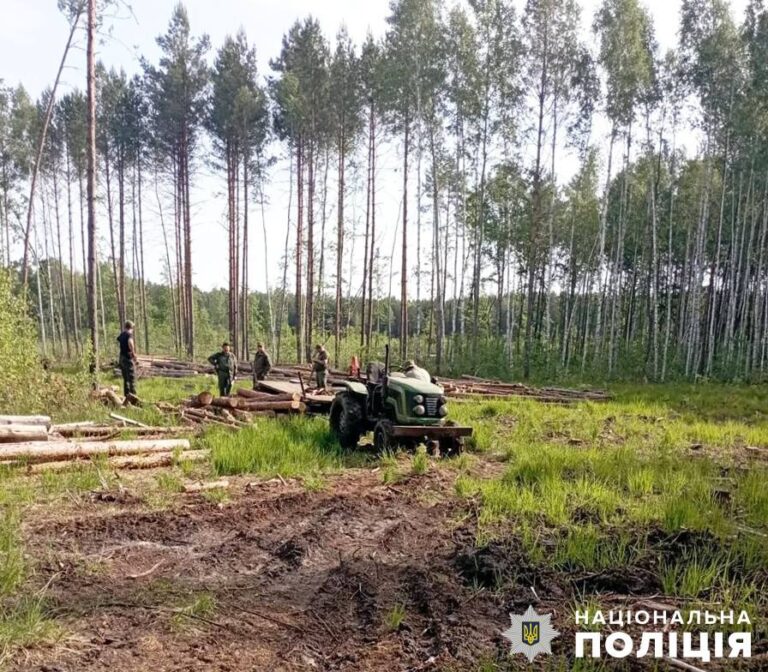 В Олевській громаді поліцейські задокументували крадіжку лісу
