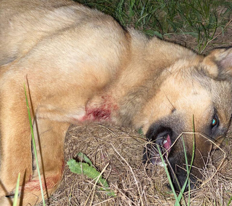 На Житомирщині знов вбивають домашніх тварин