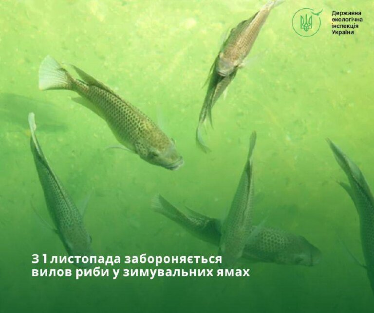 З 1 листопада забороняється вилов риби у зимувальних ямах