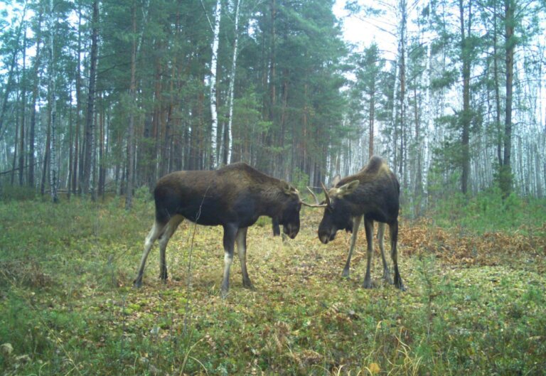 Сьогодні Поліському природному заповіднику 56 років!