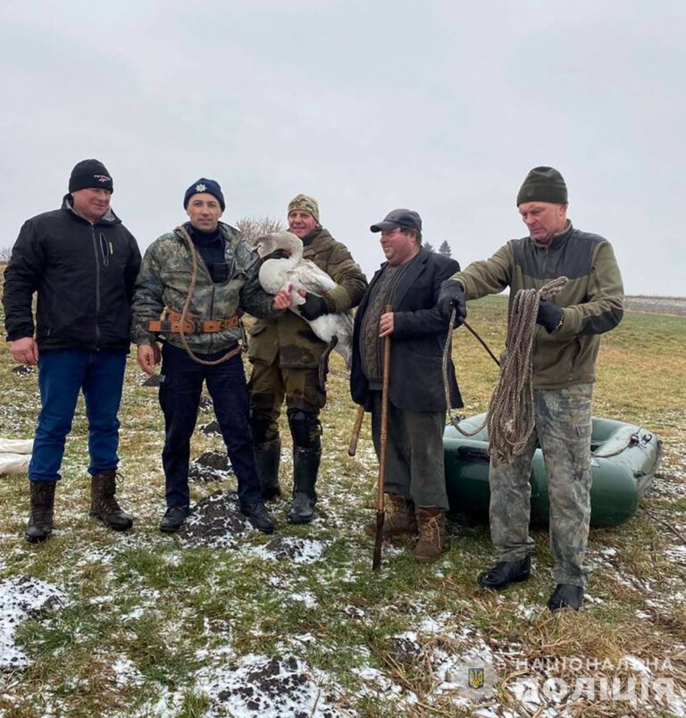 Кожне життя важливе: на Звягельщині поліцейський офіцер громади допоміг врятувати лебедя