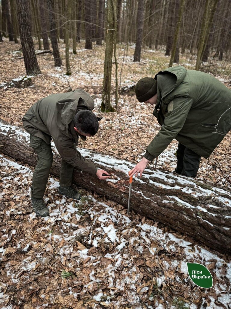 Столичний лісовий офіс: Коростенське надлісництво у січні виконало план з реалізації на 110%
