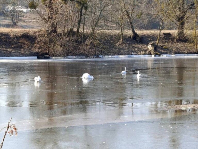 Сьогодні вранці бійці ДСНС визволили із крижаного полону лебедів