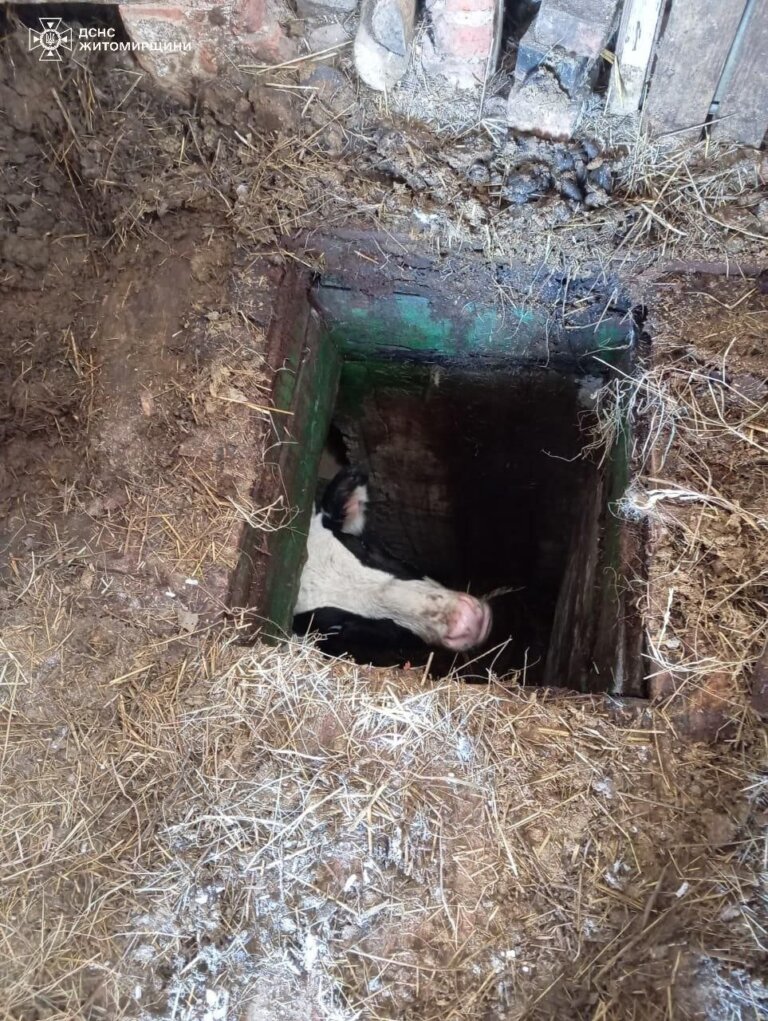 Рятувальники дістали корову з погребу