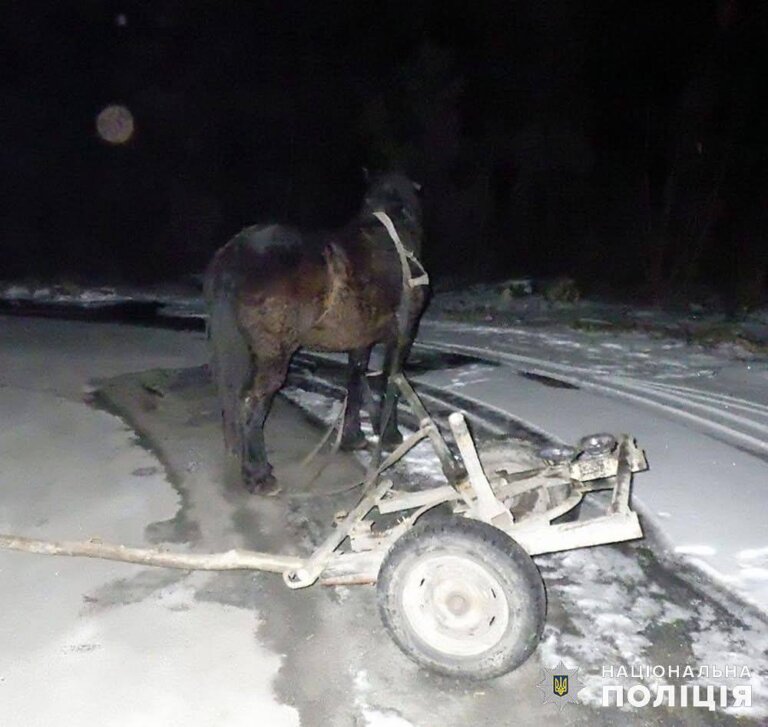 Травми отримав пасажир гужової повозки: звягельські поліцейські розслідують обставини ДТП та встановлюють свідків події