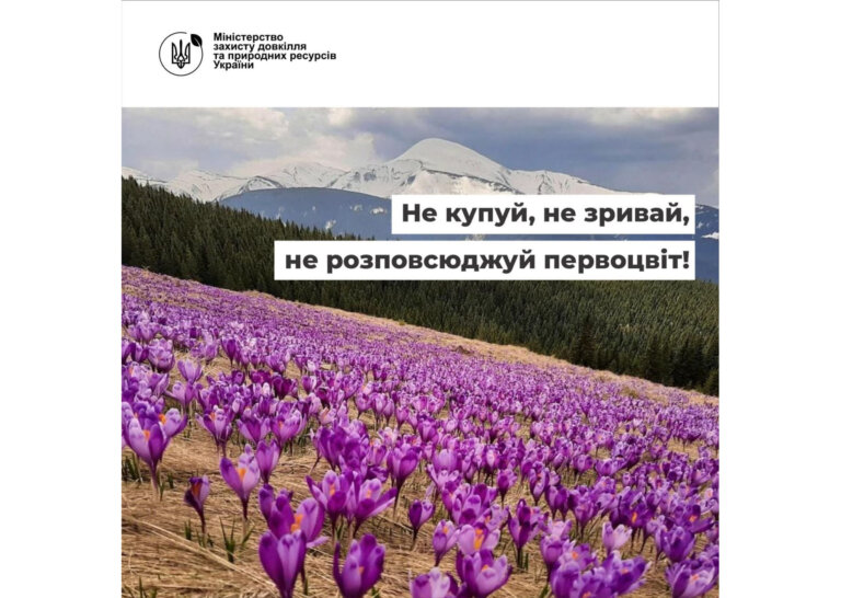 Не купуй, не зривай, не розповсюджуй первоцвіт!