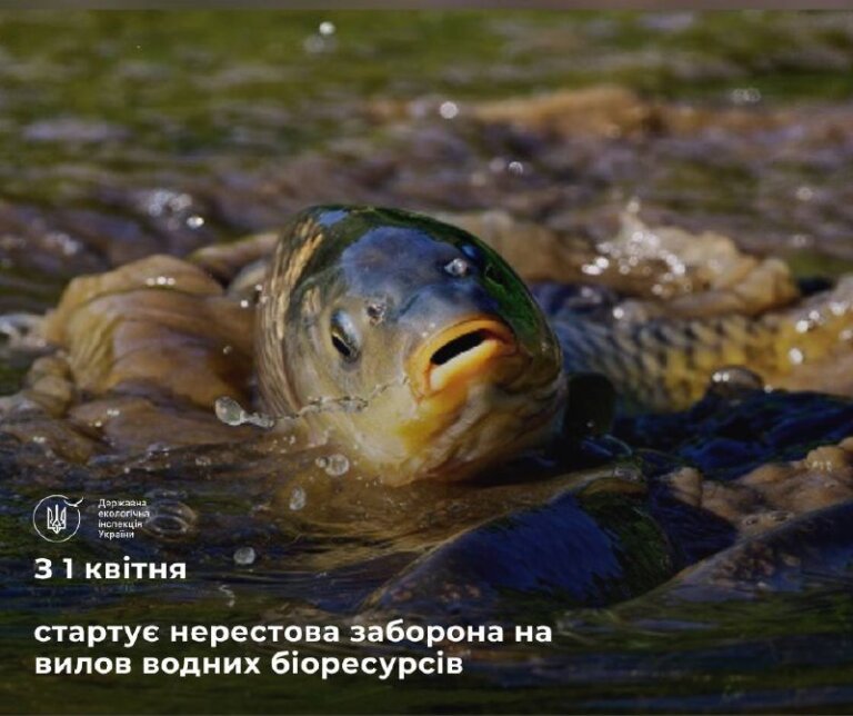Увага! З 1 квітня стартує нерестова заборона на вилов риби