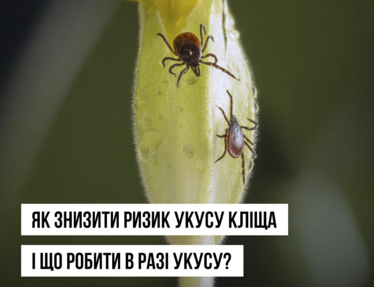 В Україні розпочався «сезон» кліщів – вони все частіше кусають людей