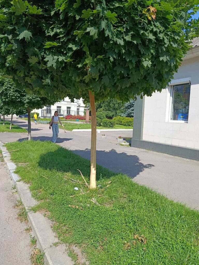 У Житомирі пошкодили молоді дерева