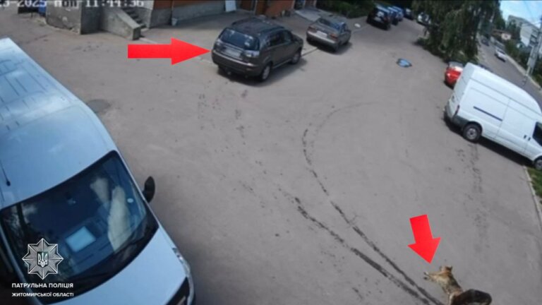 Патрульні розшукали водія, який наїхав на собаку та залишив її помирати
