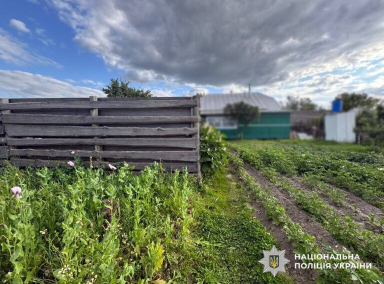 Снодійний мак серед городини та квітів: на Житомирщині поліцейські вилучили понад 600 заборонених рослин