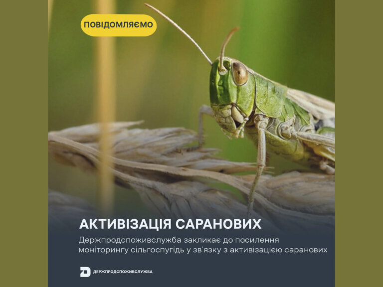 До уваги сільгоспугідь Житомирщини! Держпродспоживслужба закликає до посилення моніторингу сільгоспугідь у зв’язку з активізацією саранових