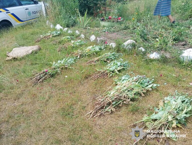 Поліцейські вилучили майже три сотні рослин маку у Бердичівському районі
