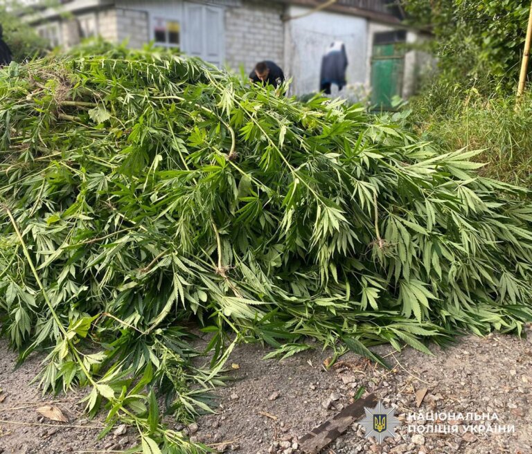 Коноплі на продаж: поліцейські викрили двох жителів Коростенського району в наркозлочинах