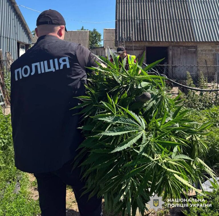 Вирощування конопель і збут канабісу: поліцейські Житомирщини викрили чоловіка в наркозлочинах