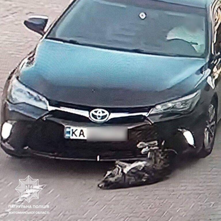 Патрульні розшукали водія, який наїхав на собаку та залишив її помирати