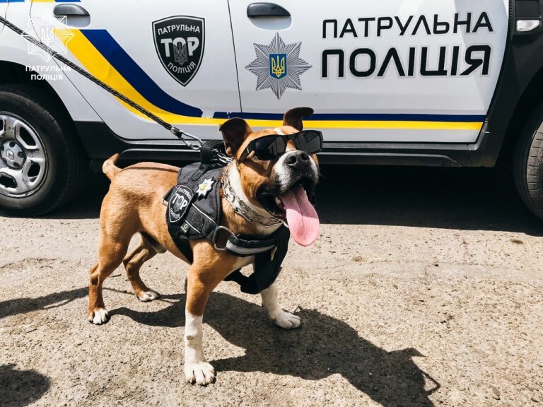 Сьогодні відзначається Міжнародний день собак