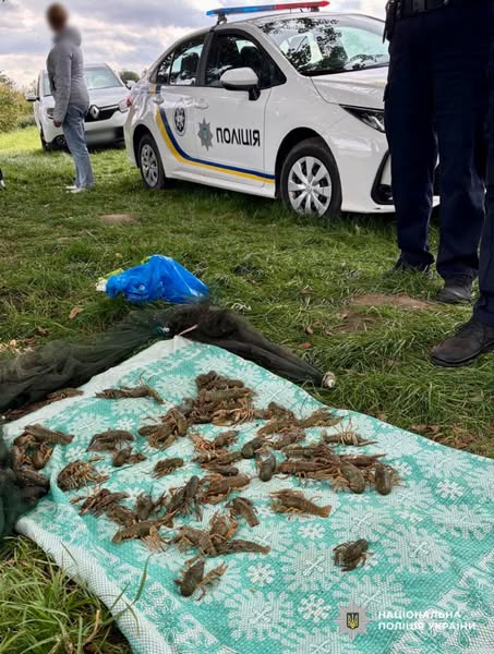 У Звягельському районі чоловік незаконно виловив 59 раків — розпочато кримінальне провадження. Відшкодування збитківза одного незаконно виловленого рака – 3 332 грн.