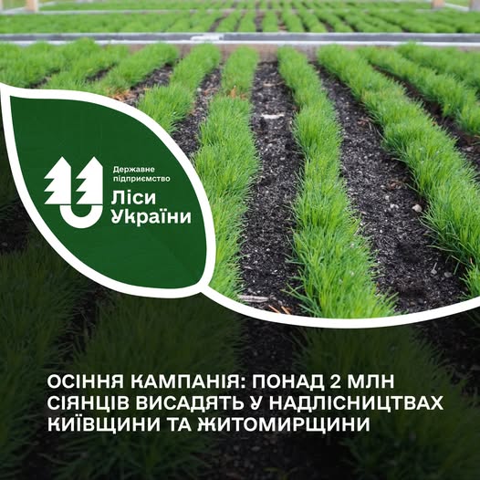 Від сіянця до лісу: на Житомирщині та Київщині лісівники висадять два мільйони дерев