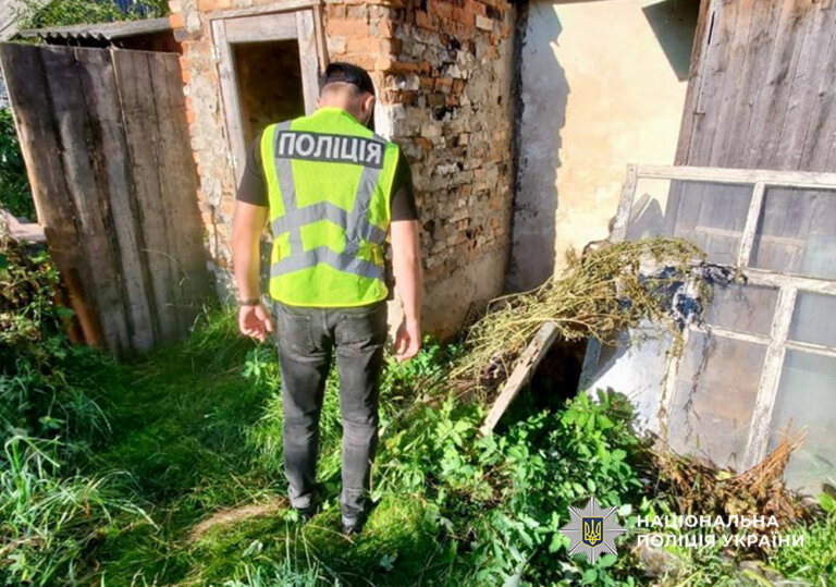 У Коростені поліцейські виявили незаконні посіви конопель
