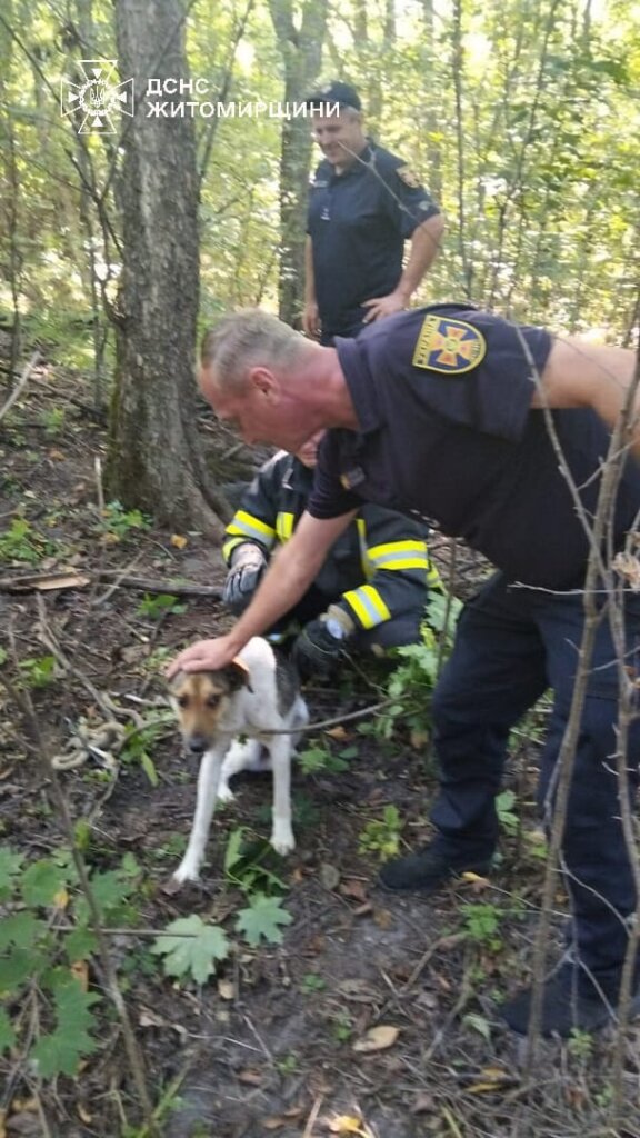 Маленький, але такий важливий порятунок у Христинівці на Коростенщині