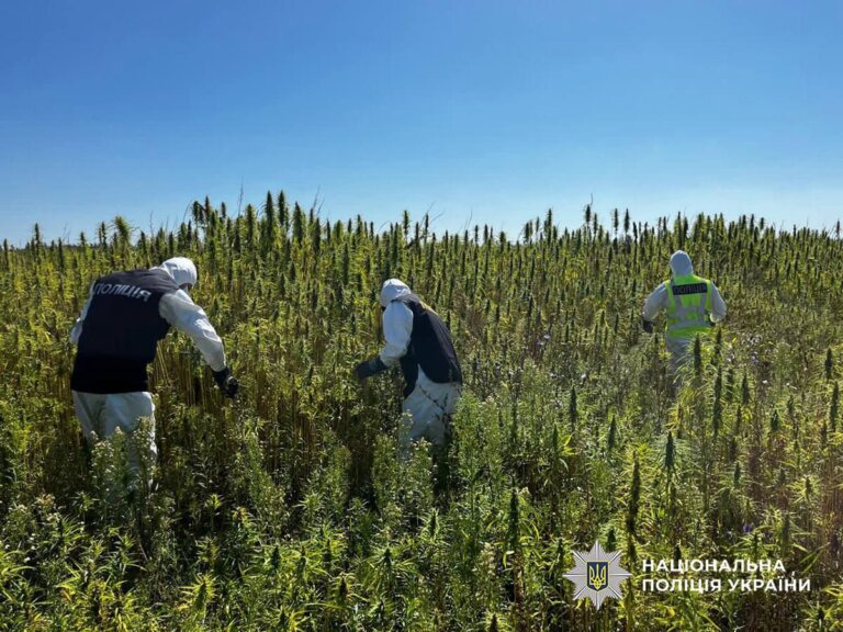 На Житомирщині поліцейські викрили незаконні посіви конопель і вилучили наркотики