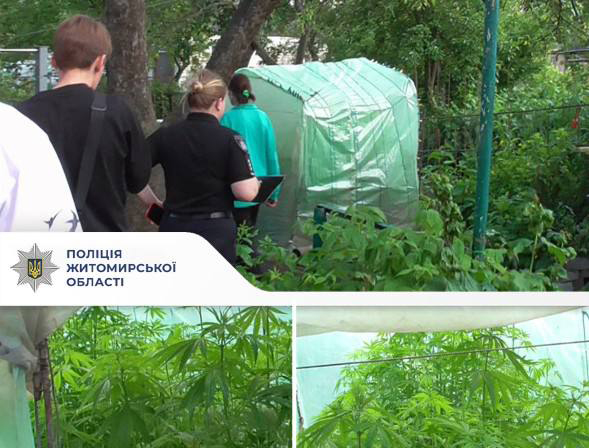Вирощував коноплі у теплиці: житомирські поліцейські повідомили про підозру причетному