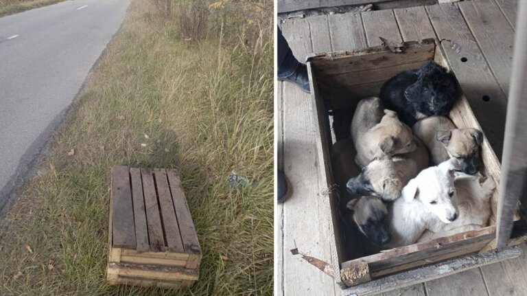 На виїзді зі Звягеля знайшли сім цуценят, яких закрили цвяхами у ящику