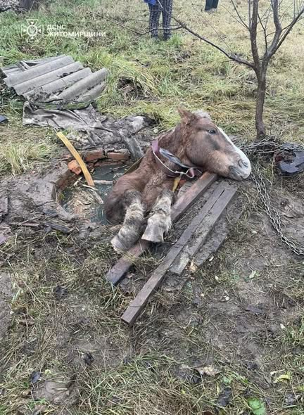 Рятувальники визволили коня з 3-метрової пастки