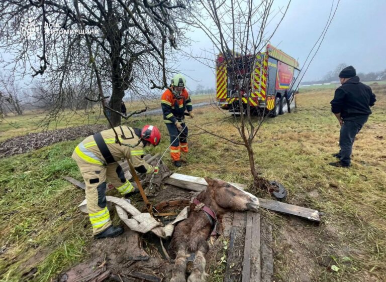 Рятувальники визволили коня з 3-метрової пастки