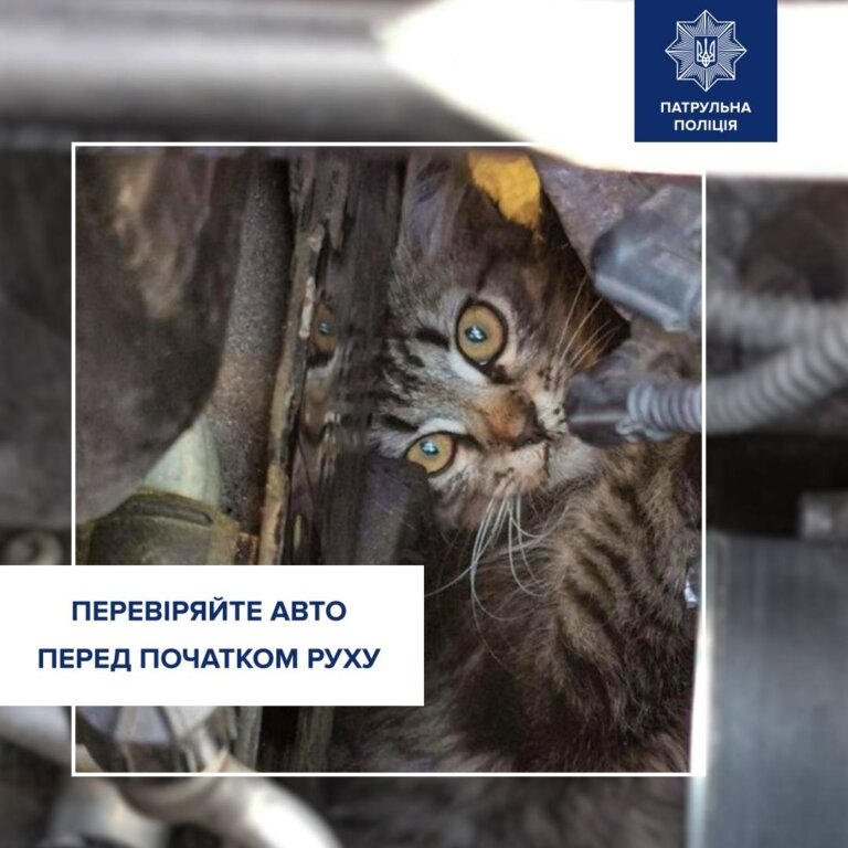 Друзі, на вулиці холодно, тож чимало вуличних тварин шукають затишне та тепле місце