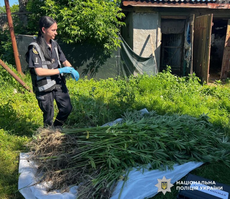 На присадибній ділянці жителя Житомирщини виявили 247 кущів конопель
