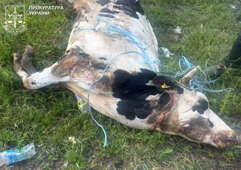 Через службову недбалість директора державного підприємства на Звягельщині загинула худоба – йому повідомлено про підозру