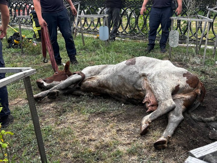 На Житомирщині корова впала в люк телефонної каналізації — тварину діставали упродовж трьох годин