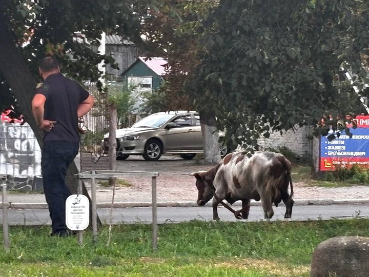 На Житомирщині корова впала в люк телефонної каналізації — тварину діставали упродовж трьох годин