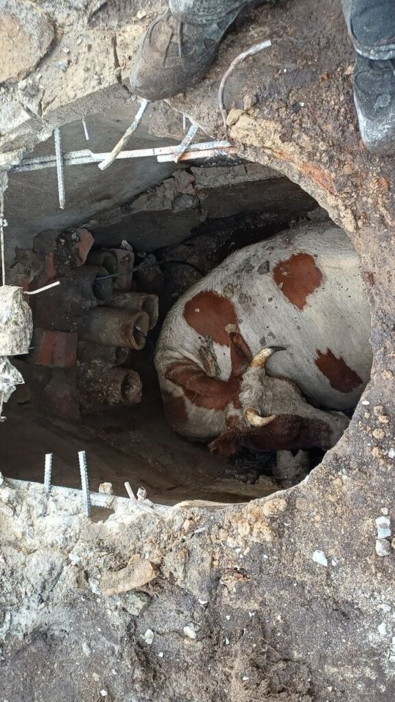 На Житомирщині корова впала в люк телефонної каналізації — тварину діставали упродовж трьох годин