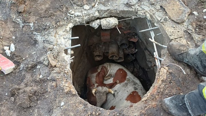 На Житомирщині корова впала в люк телефонної каналізації — тварину діставали упродовж трьох годин