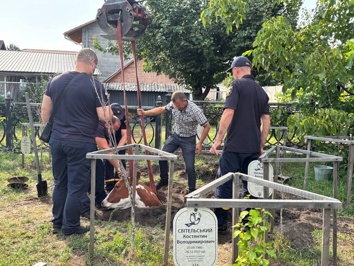 На Житомирщині корова впала в люк телефонної каналізації — тварину діставали упродовж трьох годин