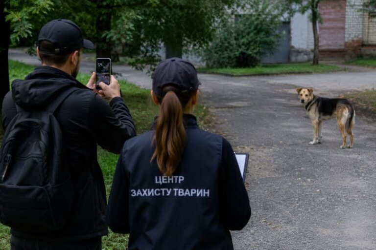 У Житомирській громаді проведуть підрахунок безпритульних собак