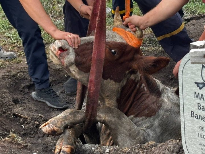 На Житомирщині корова впала в люк телефонної каналізації — тварину діставали упродовж трьох годин