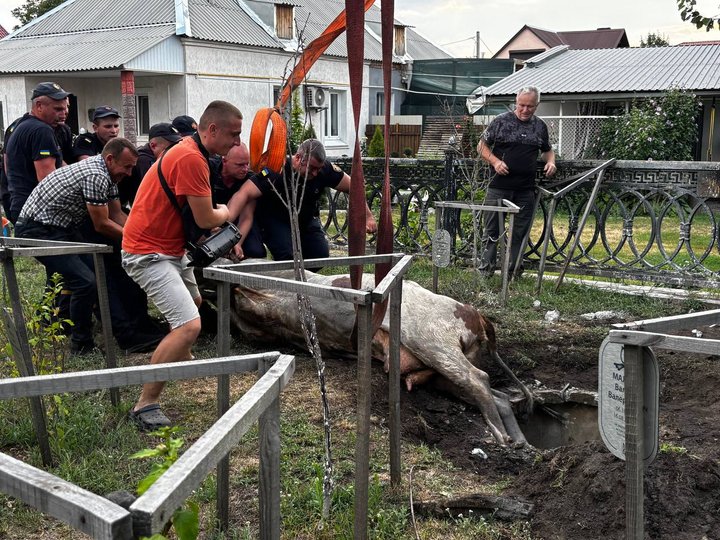 На Житомирщині корова впала в люк телефонної каналізації — тварину діставали упродовж трьох годин